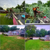 Tree service project